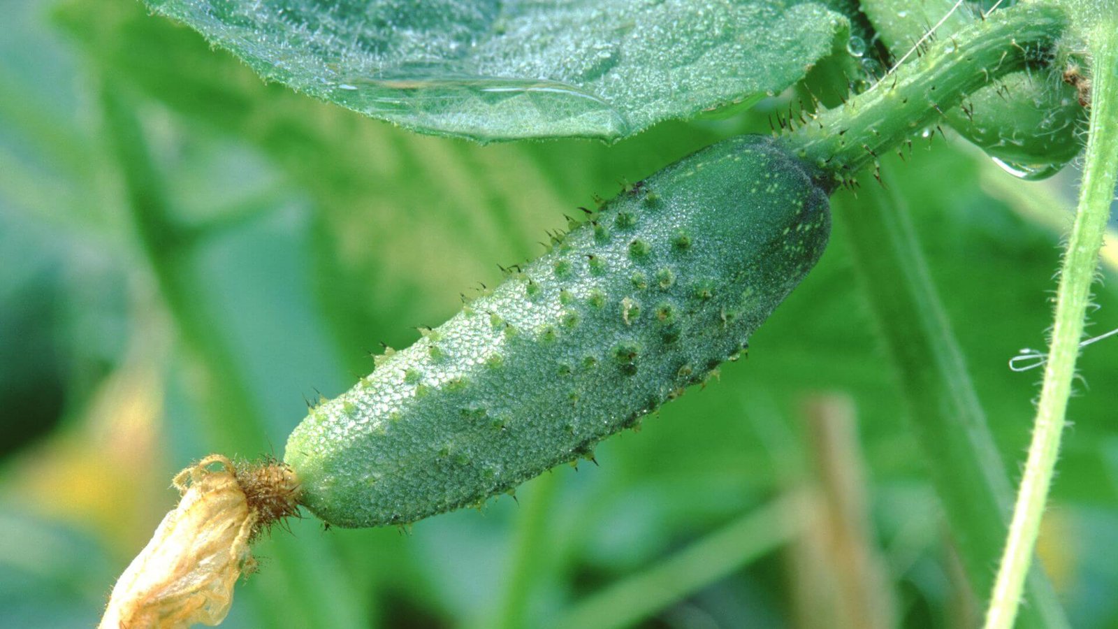 Žali, švieži agurkai ant augalo