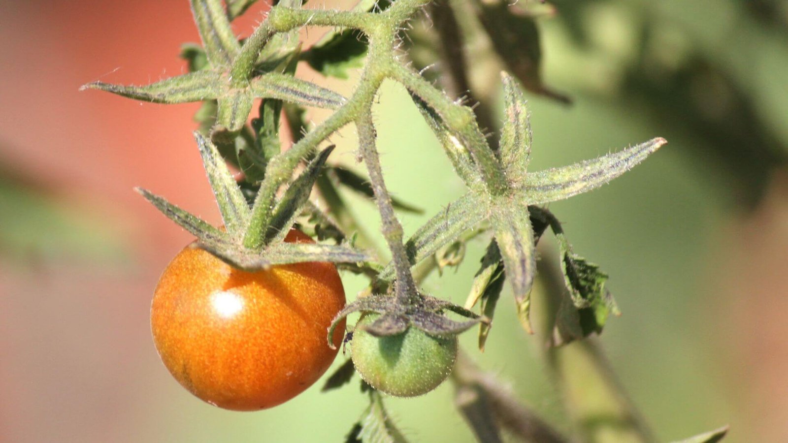 Raudoni, prinokę pomidorai ant šakelės