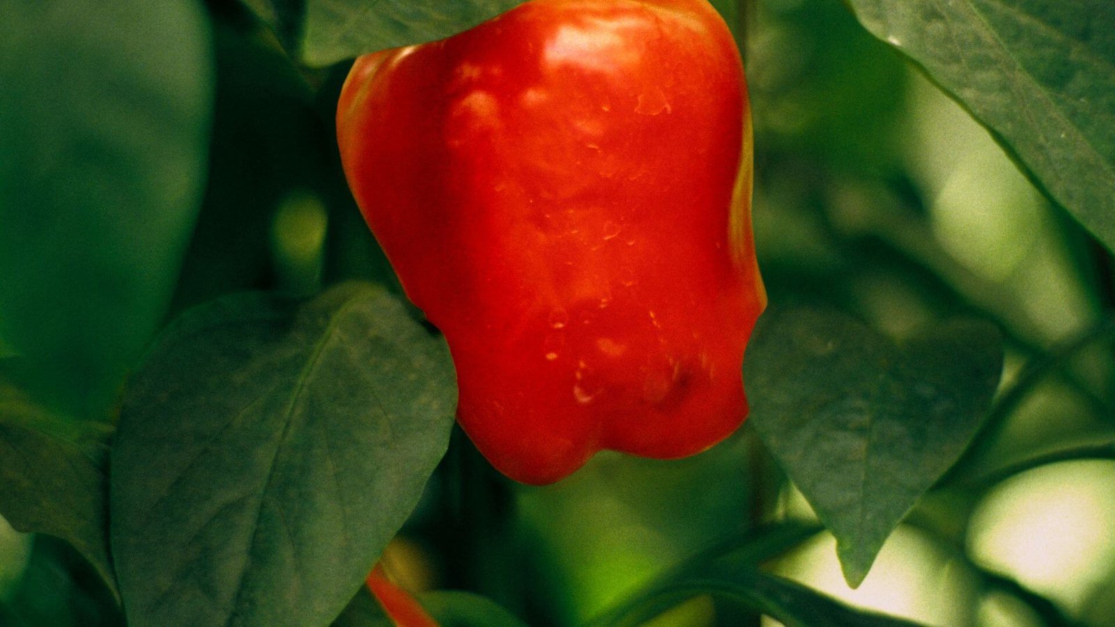 Raudonos, prinokusios paprikos ant krūmo