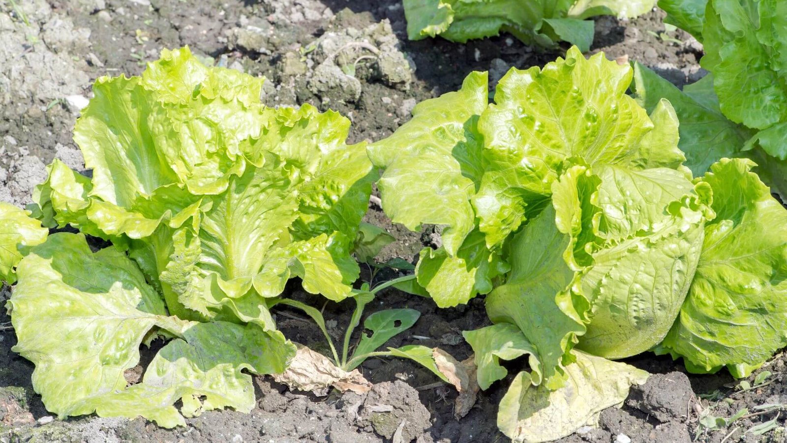 Žalių salotų lapai lysvėje