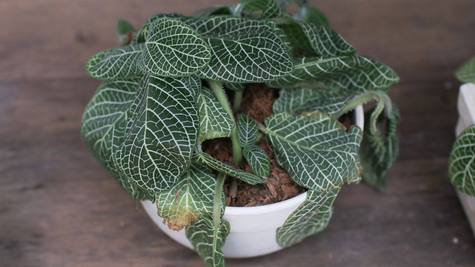 Žali fitonijos lapai su rožinėmis gyslomis