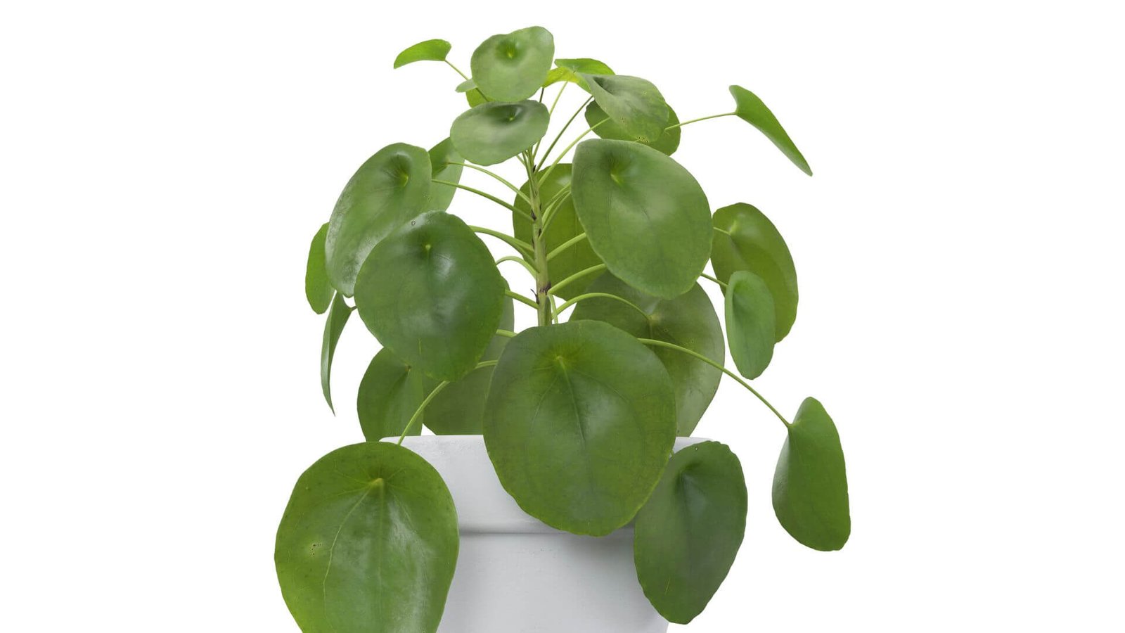 Skirtingų formų ir raštų pilėjų lapai