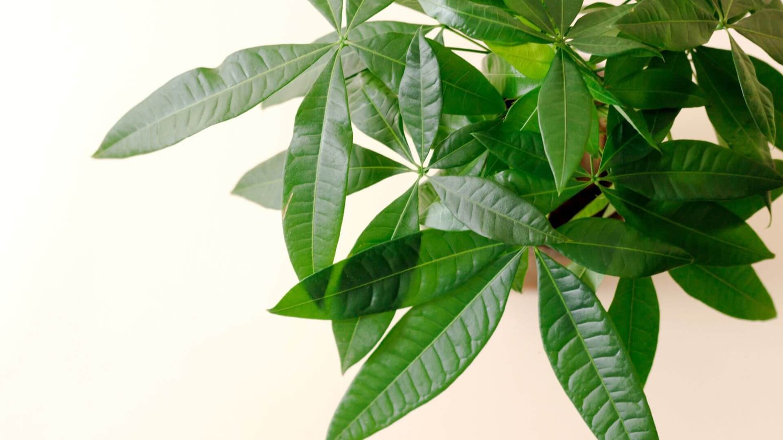 Supintas raivės (Pachiros) kamienas