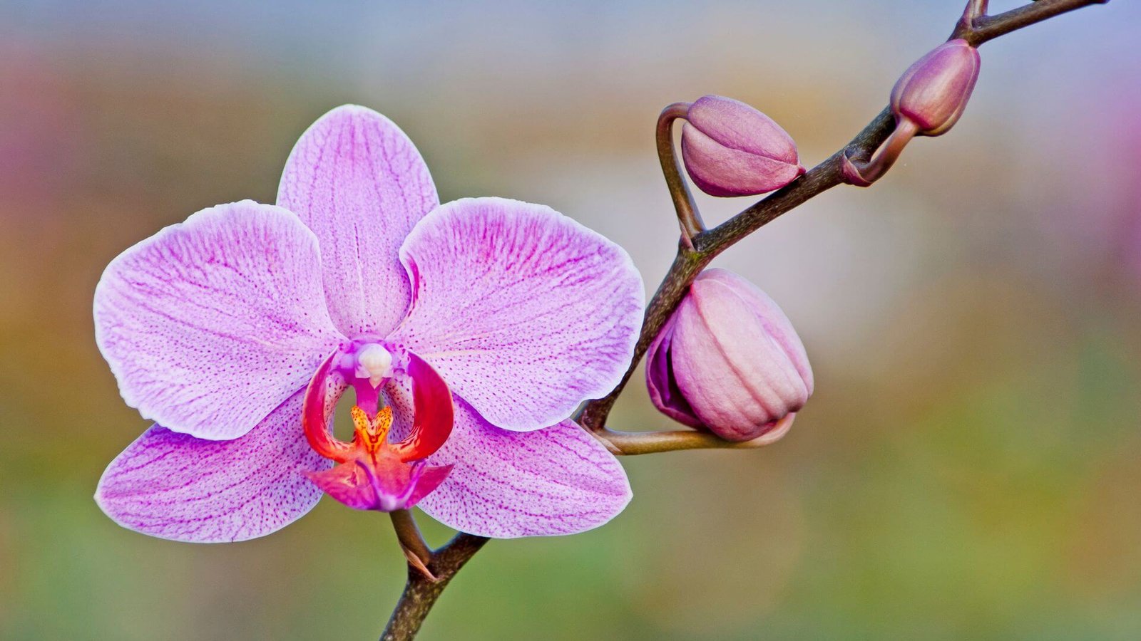 Balti falenopsio orchidėjos žiedai