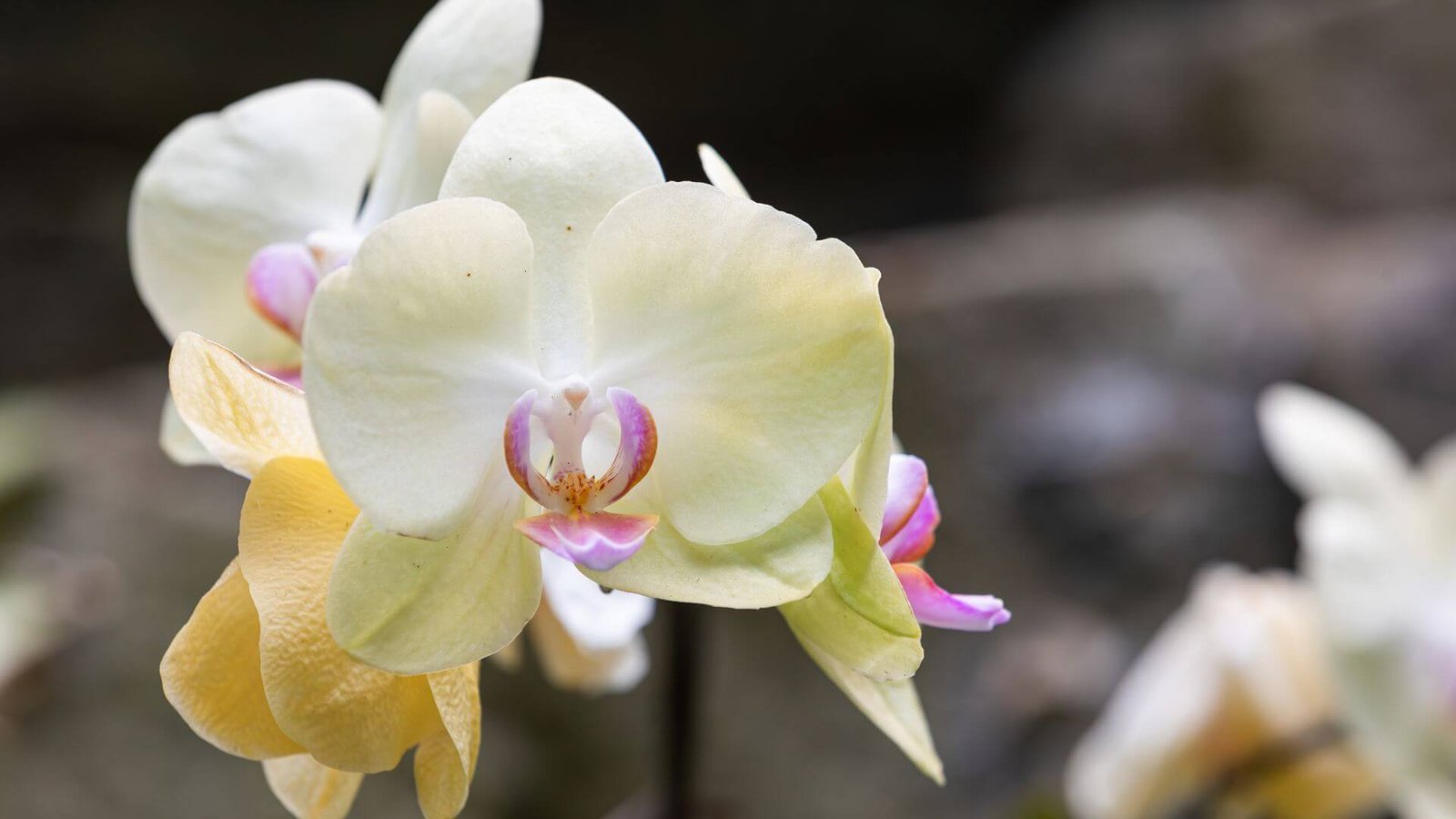 Didelis, baltas puošniojo falenopsio žiedas