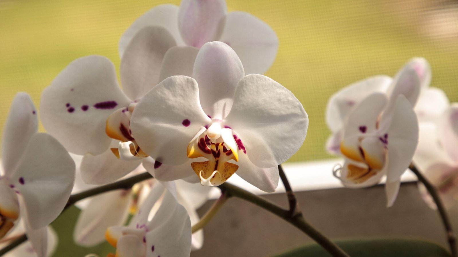 Margi, sidabrinėmis dėmėmis puošti falenopsio lapai