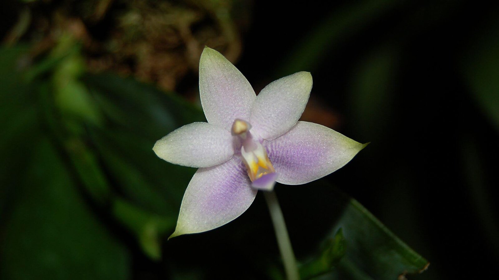 Purpurinis ir žalias tauriojo falenopsio žiedas