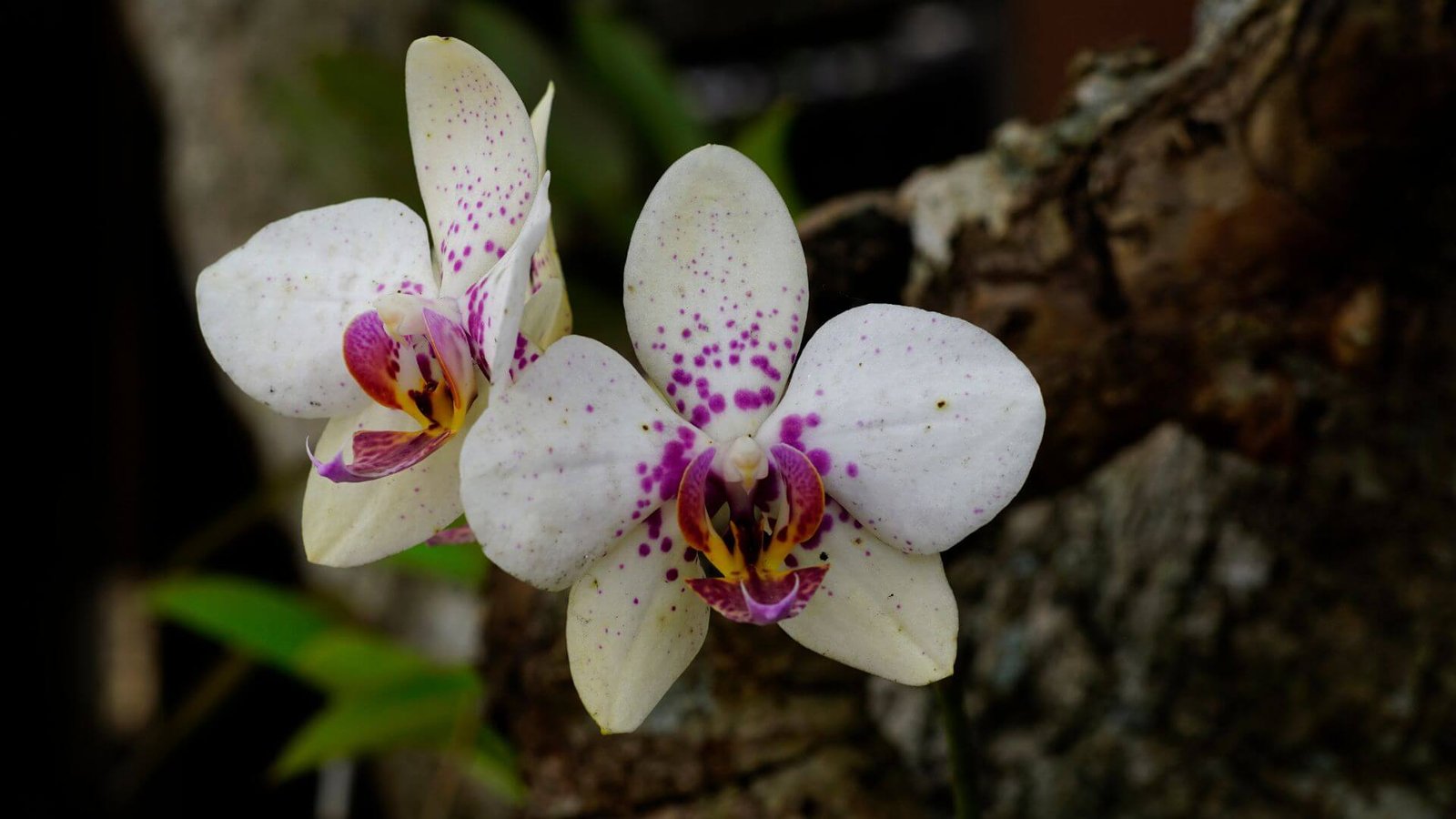 Sidabriškai marginti falenopsio 'Schilleriana x Stuartiana' lapai