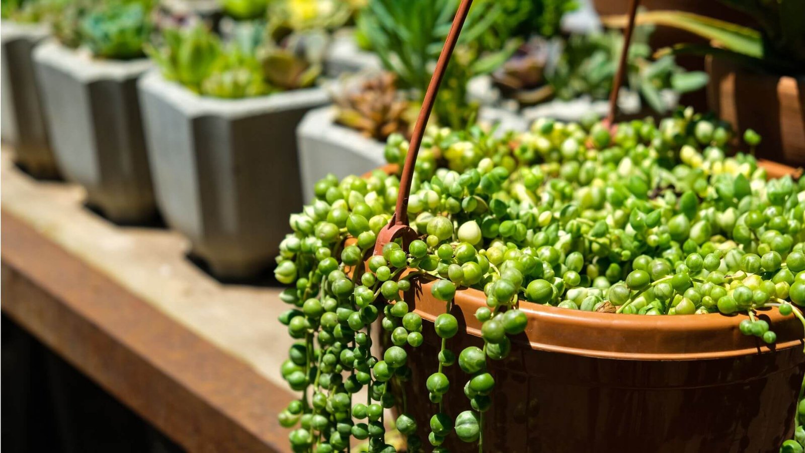 Svyrančios "žirnių vėrinio" šakelės su apvaliais lapeliais