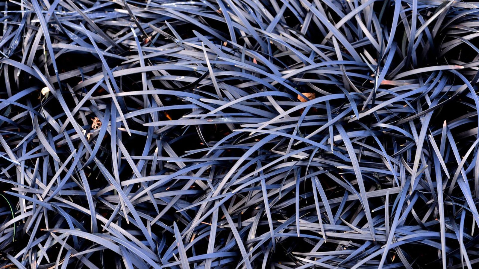 Juodi, į žolę panašūs Gyvatbarzdė 'Nigrescens' lapai