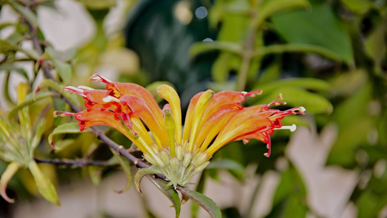 Raudonas eschinanto ("lūpdažio" gėlės) žiedas