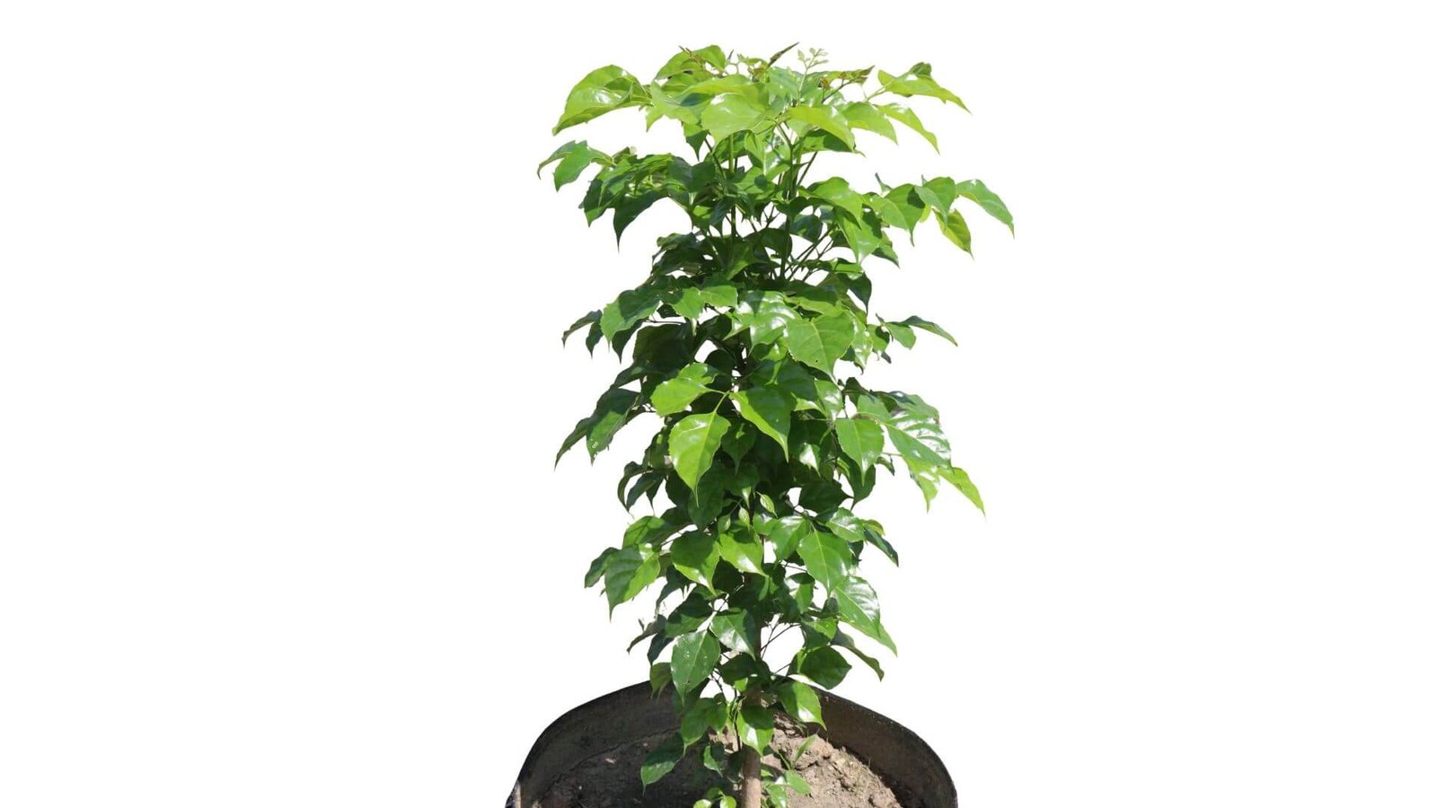 Blizgūs, žali, plunksniški rentenio lapai