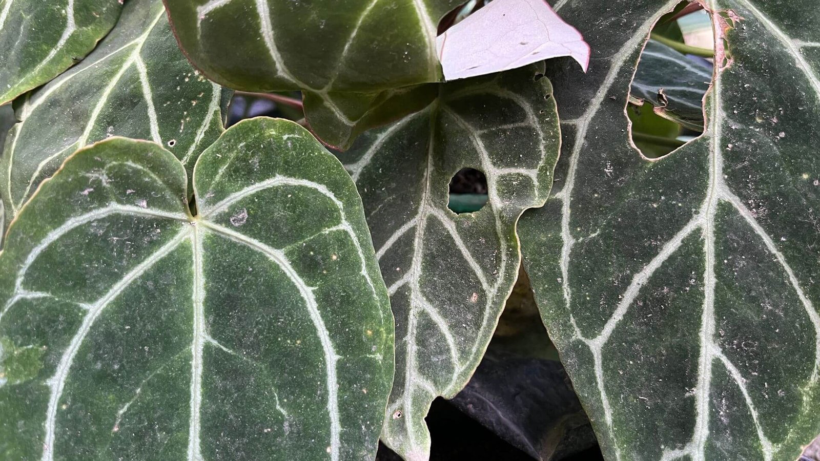 Didelis, aksominis 'Crystallinum' anturio lapas su blizgiomis gyslomis