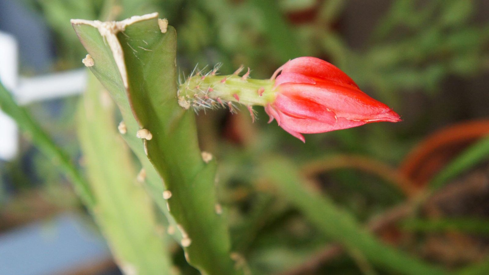 raudonas (kaktuso-lapenio) žiedas