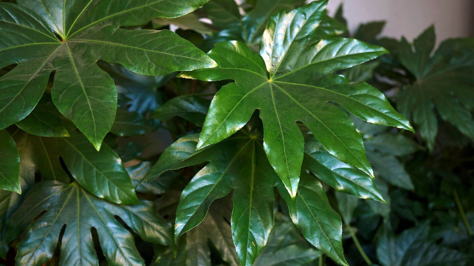 Didelis, karpytas, blizgus japoninės fatsijos lapas