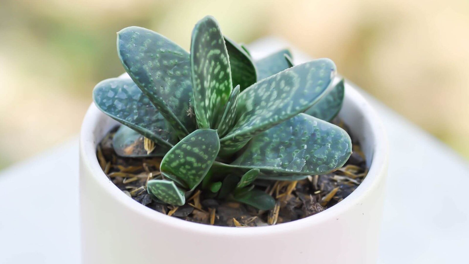 Gasterijos augalas su storais, taškuotais lapais