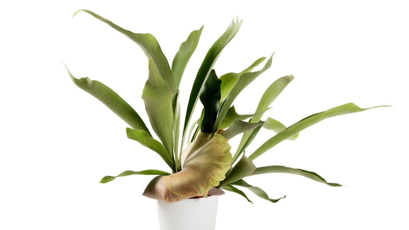 Plačragis (Platycerium bifurcatum) su "elnio rago" formos lapais