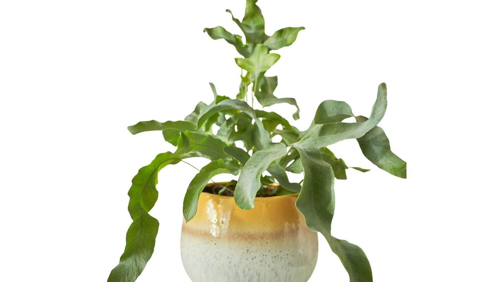 Melsvai žali, karpyti geltonojo kiškiapaparčio lapai