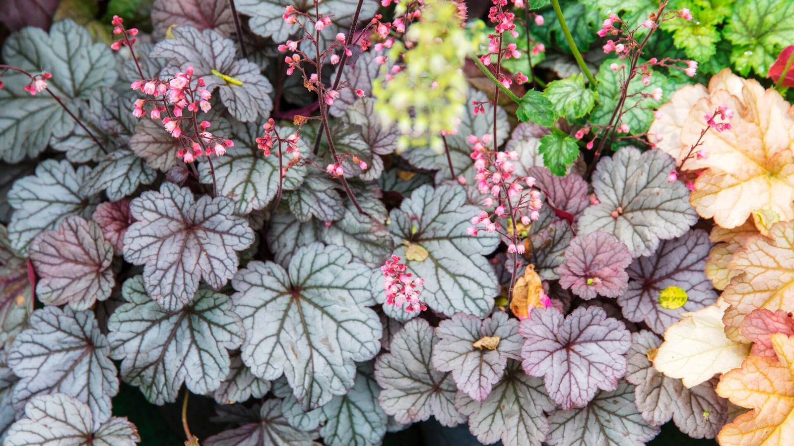 Įvairių spalvų alūnių lapai gėlyne