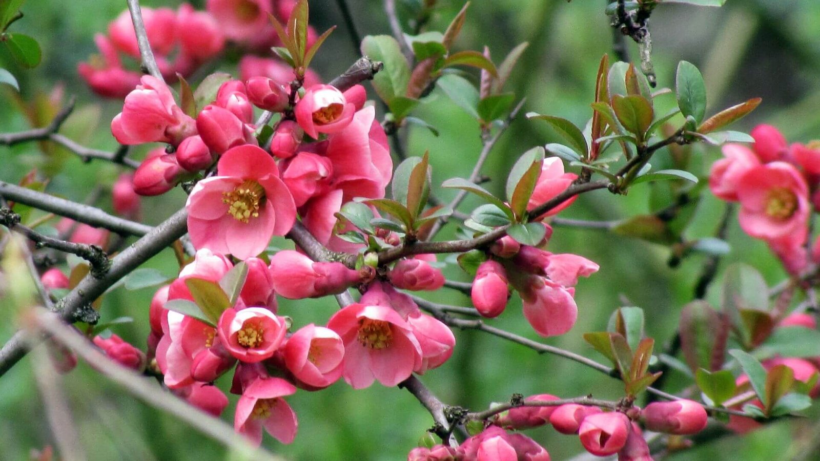 Raudoni japoninio svarainio žiedai