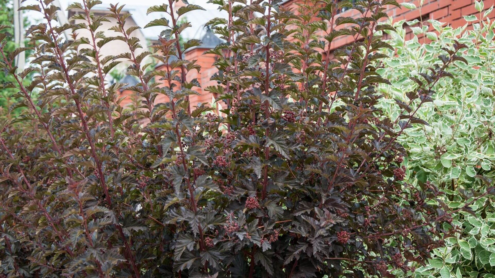 Ryškiai raudoni baltosios sedulos stiebai žiemą