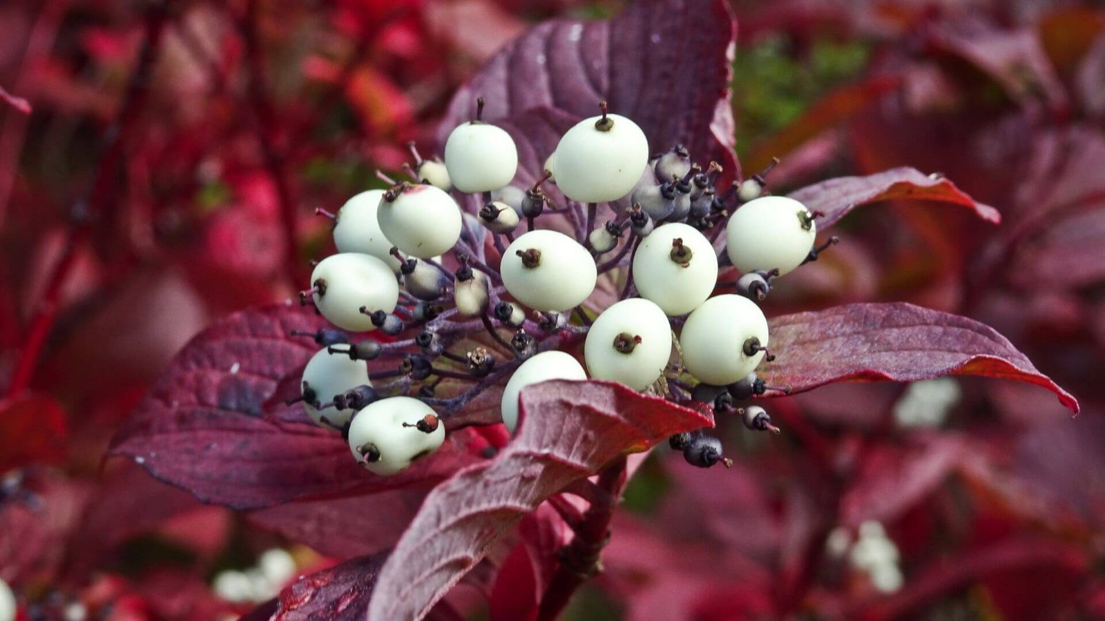 Raudoni palaipinės sedulos stiebai žiemą