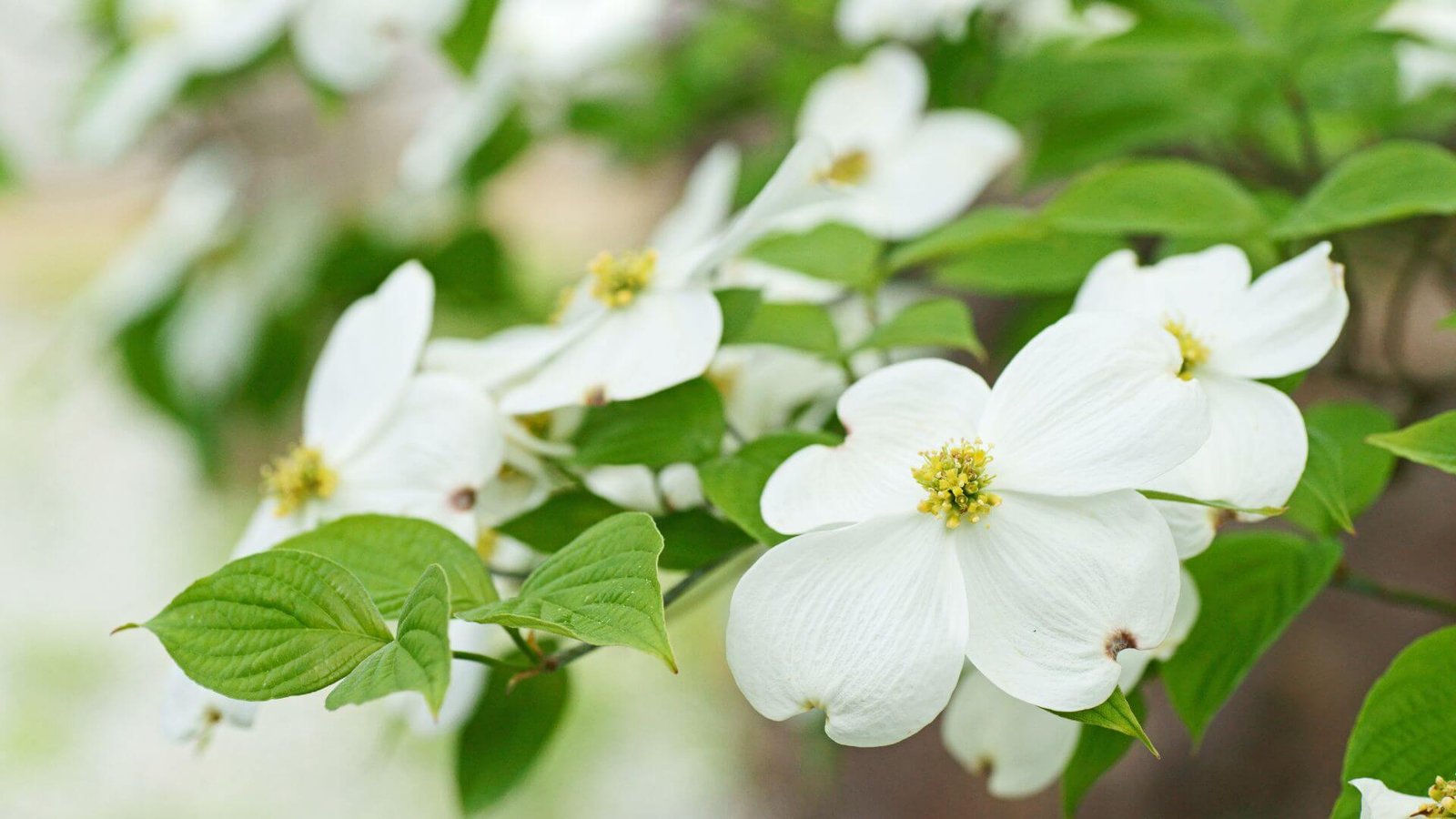 Dideli, balti gausiažiedės sedulos žiedai (pažiedlapės)