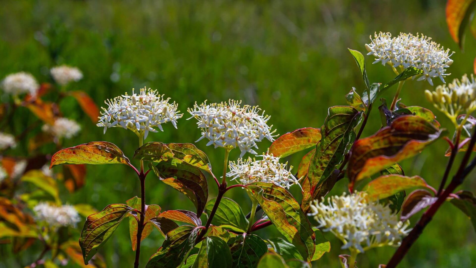 Raudoni ir oranžiniai raudonosios sedulos stiebai žiemą