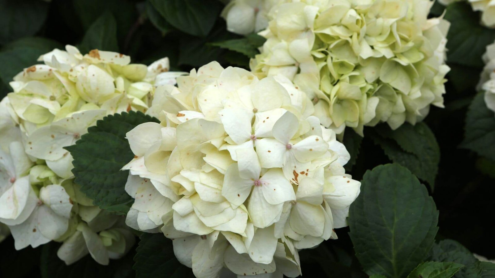 Dideli, rutulio formos, balti didžialapės hortenzijos žiedynai