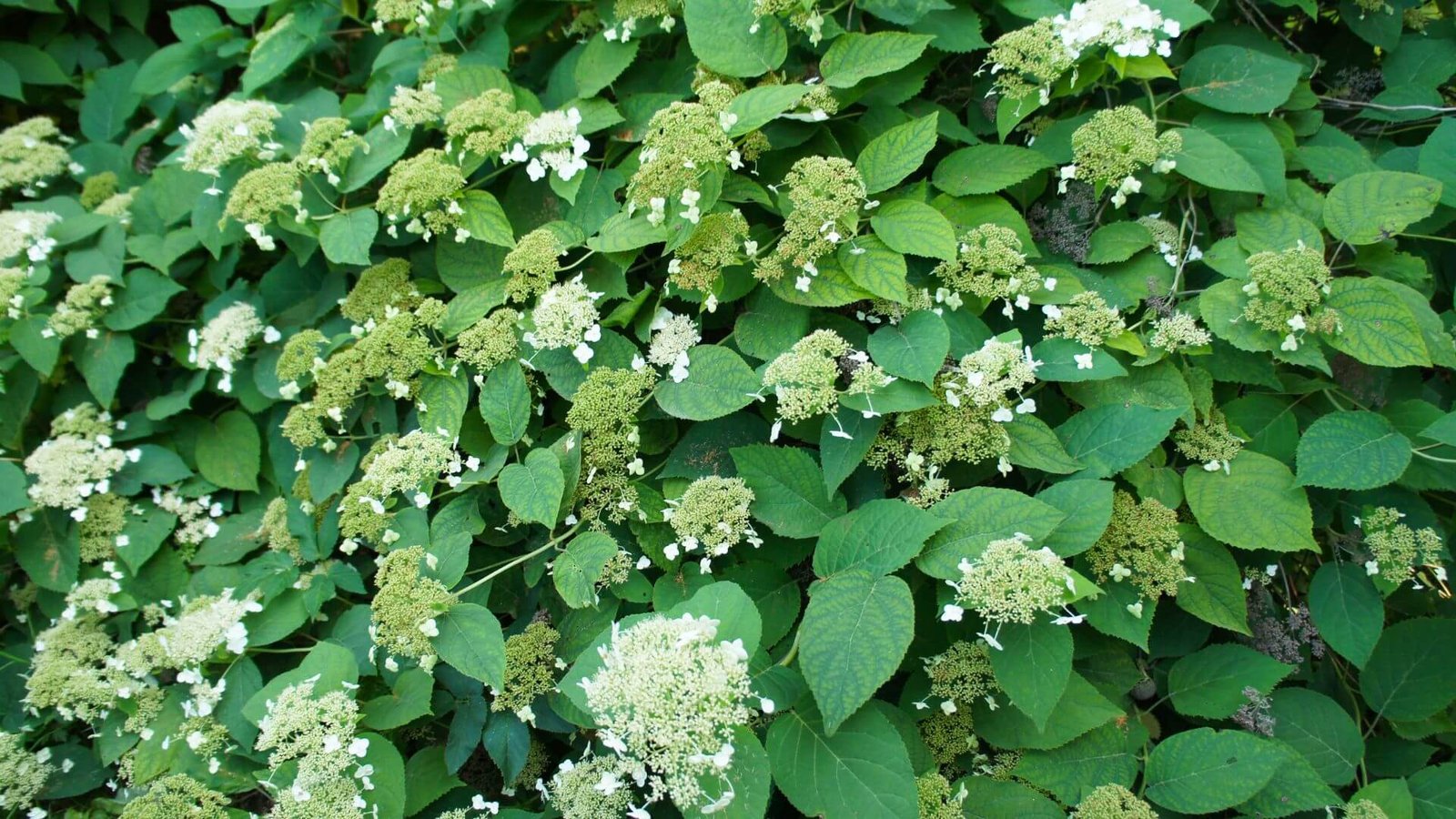 Baltas, "nėriniuotas" laipiojančiosios hortenzijos žiedynas