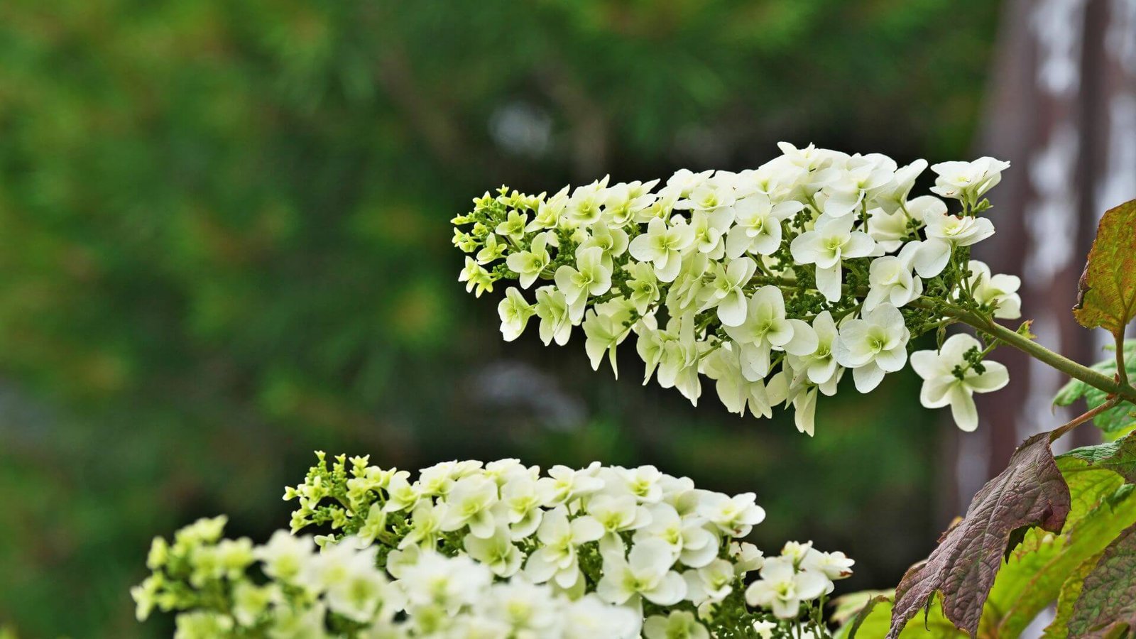Raudoni, ąžuolo lapus primenantys hortenzijos lapai rudenį