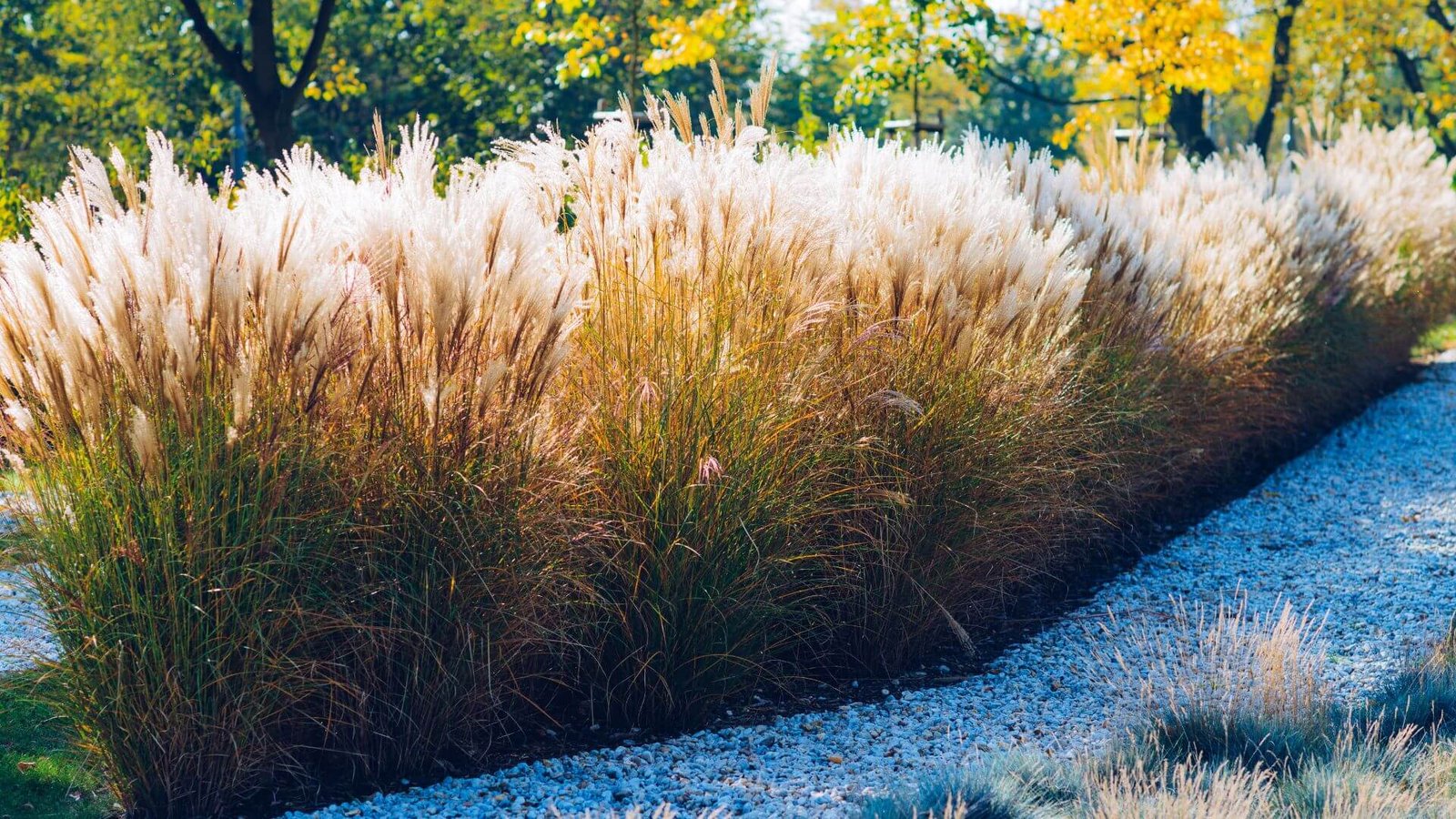 Aukštų didžiųjų miskantų siena