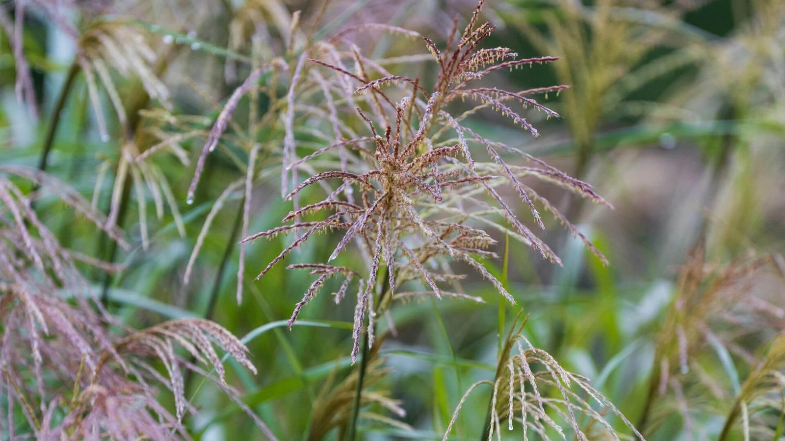 Raudoni miskanto 'Ferner Osten' žiedynai