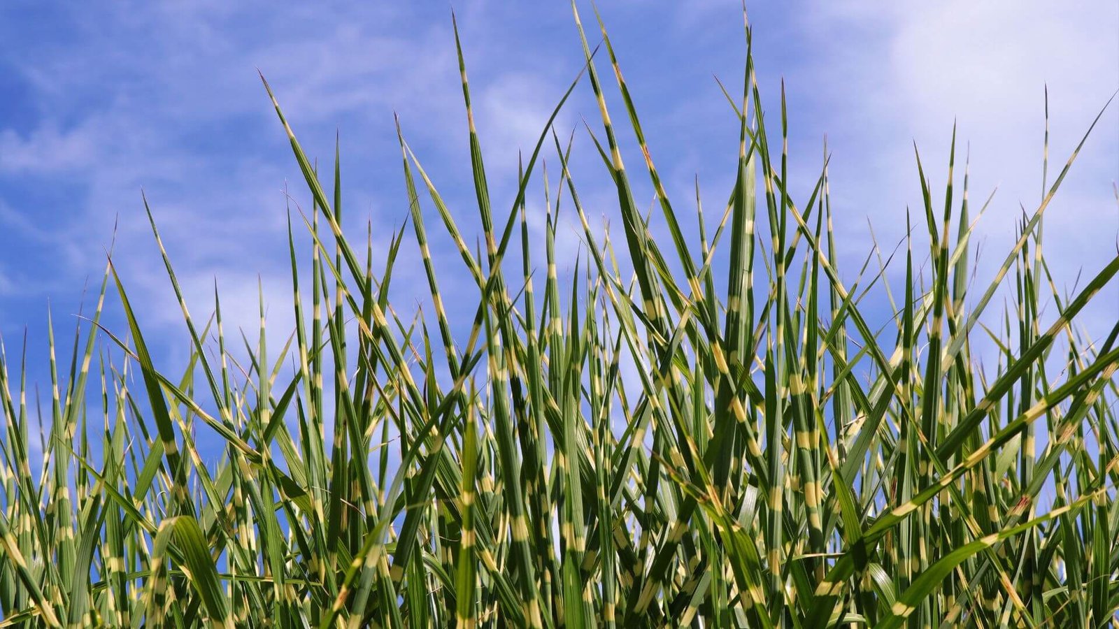 Kompaktiškas, dryžuotas miskanto 'Little Zebra' keras