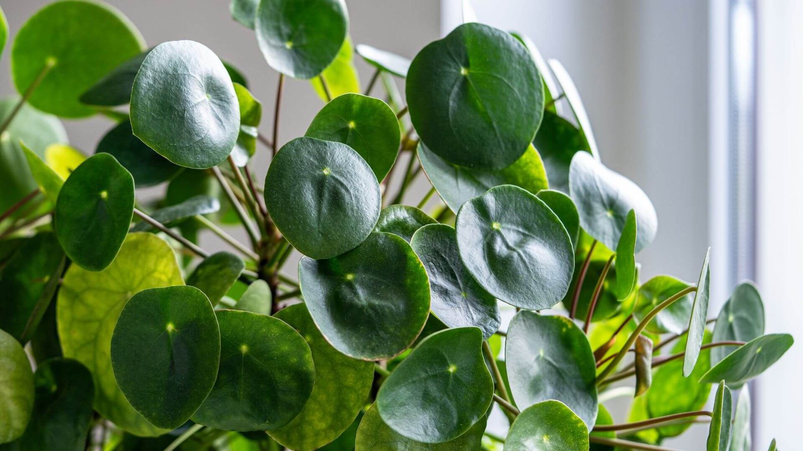 Apvalūs, monetos formos pilea lapai