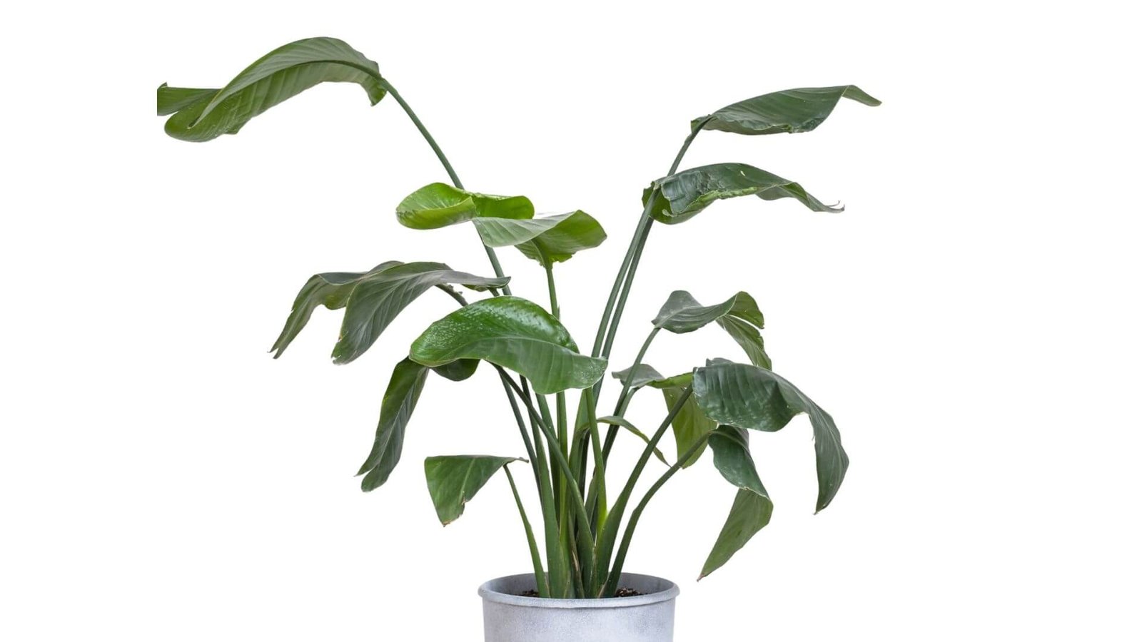 Dideli, į banano panašūs aukštosios strelicijos lapai