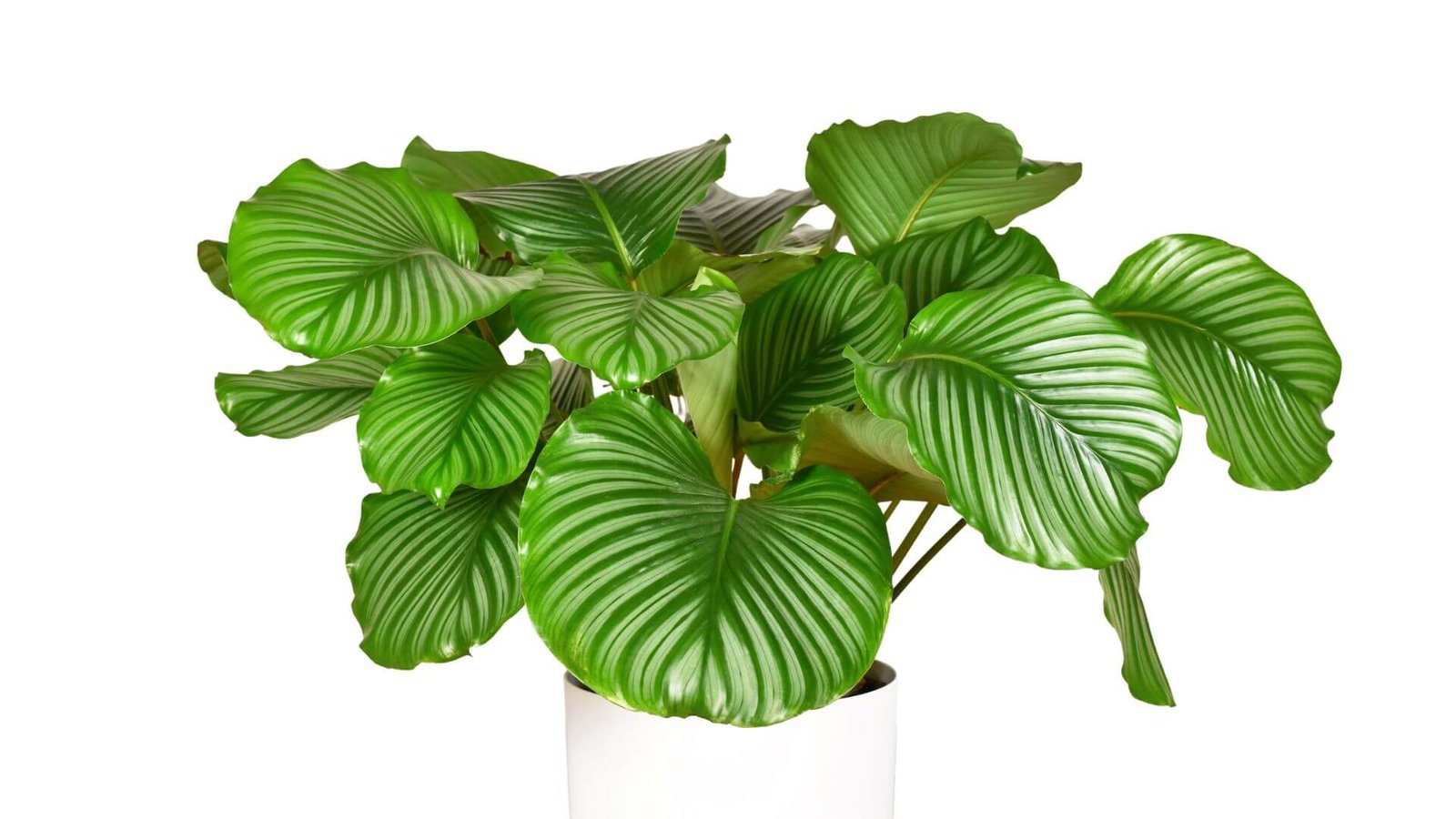 Dideli, apvalūs, dryžuoti kalatėjos 'Orbifolia' lapai