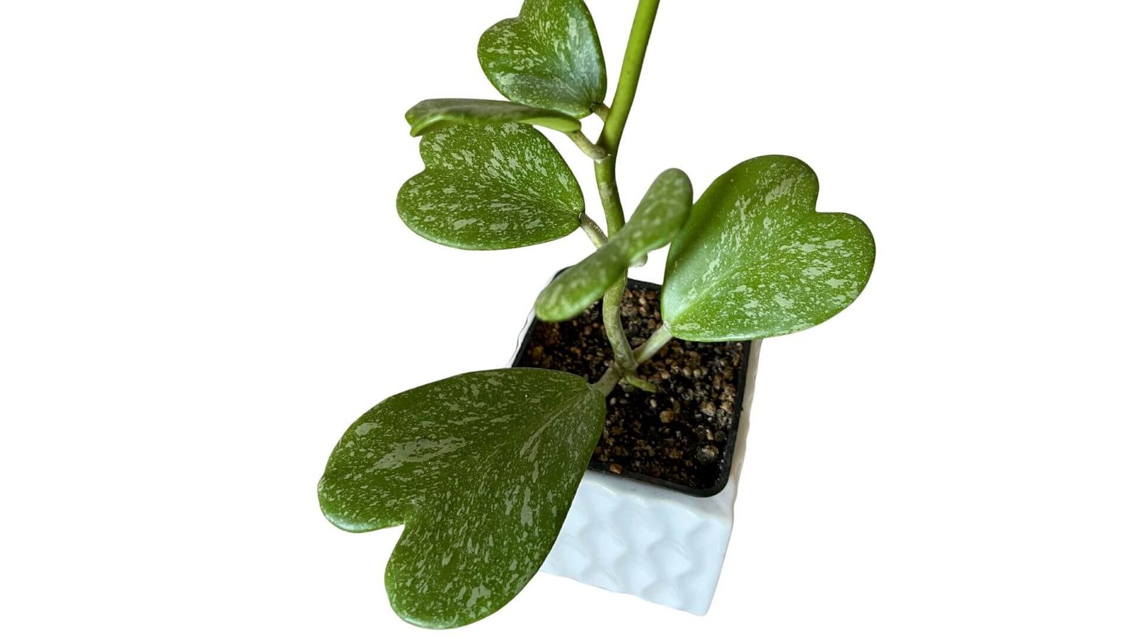 Širdies formos vaškuolės lapas