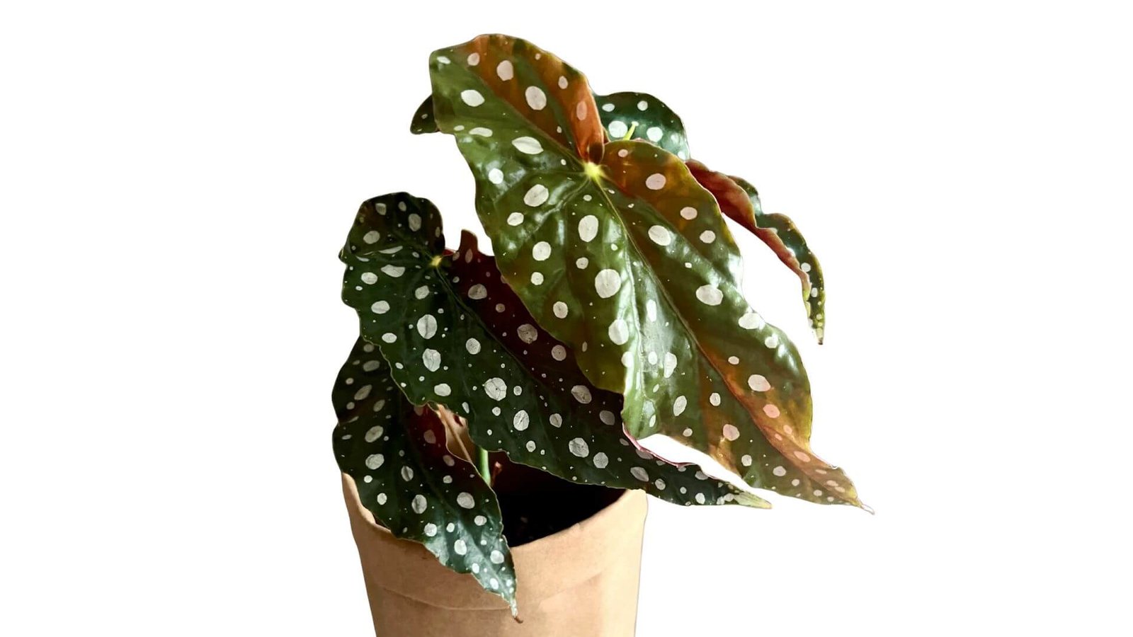 Tamsiai žali taškuotosios begonijos lapai su sidabriniais taškais