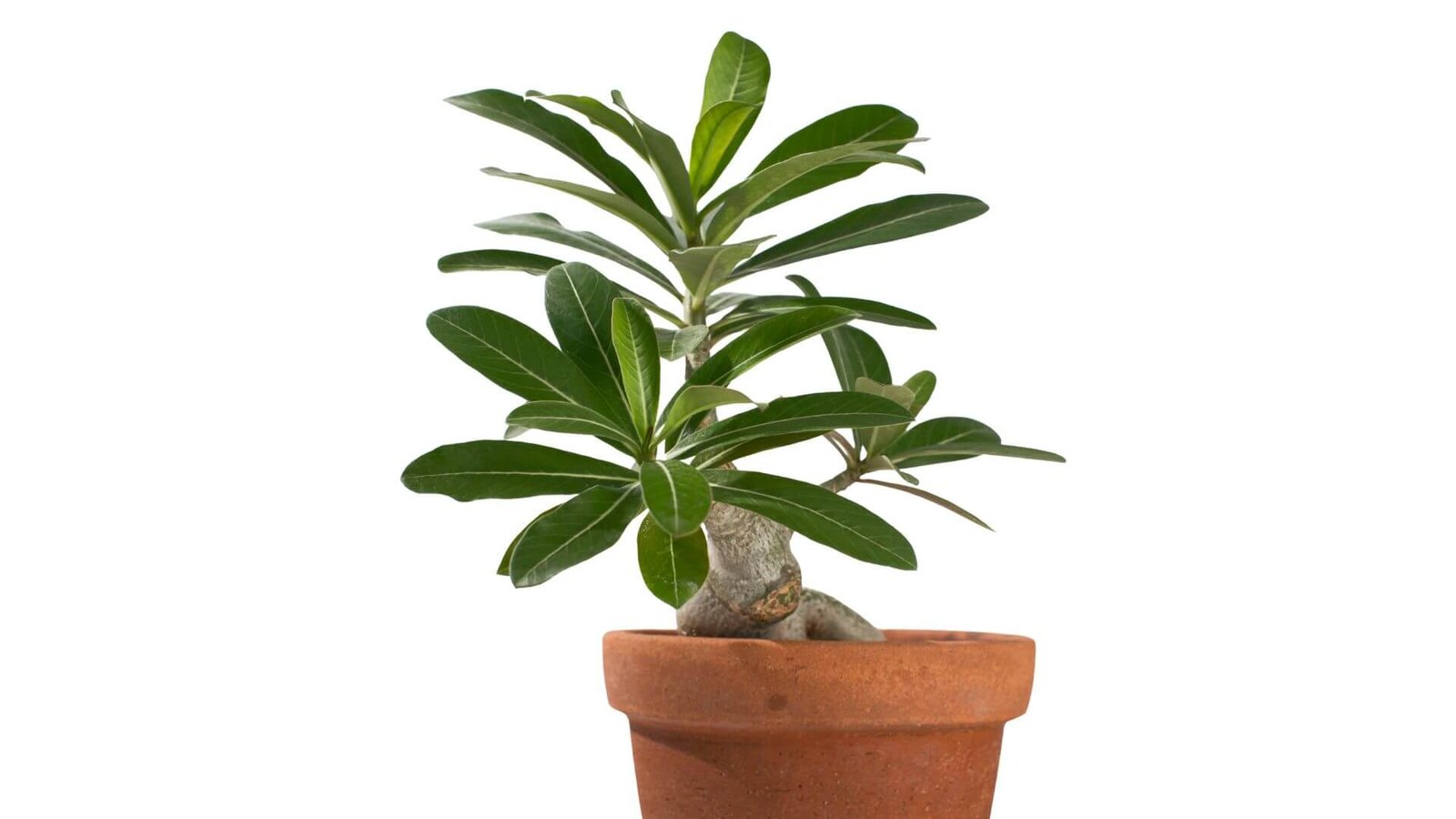 Dykumos rožė su storu kamienu