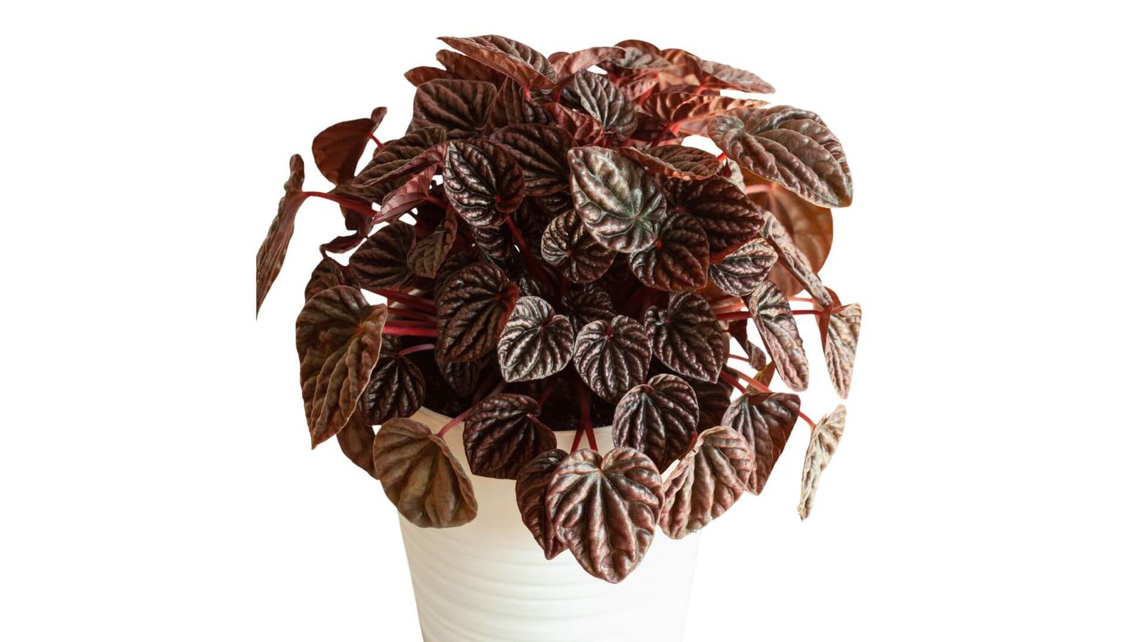 Raukšlėti, širdies formos peperomijos lapai