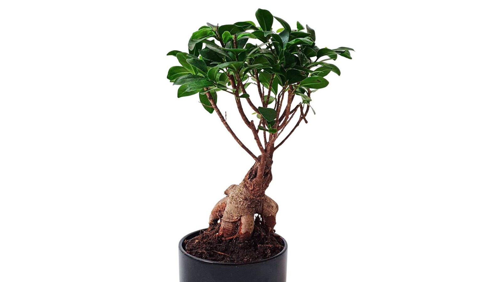 Fikusas bonsai (lot. Ficus microscarpa ginseng) priežiūros kalendorius