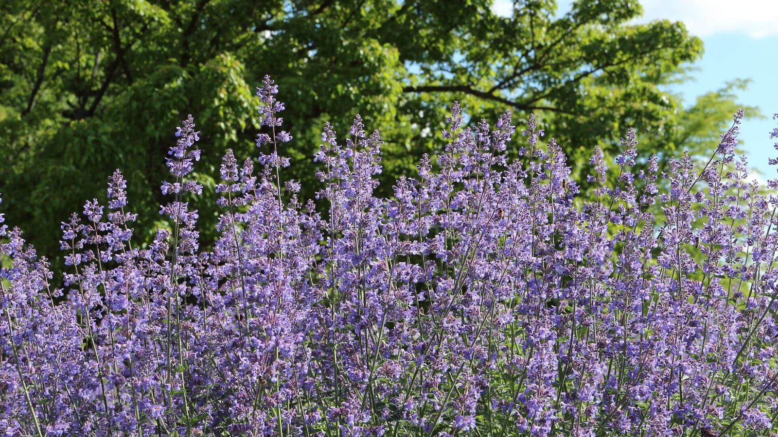 Melsvai violetiniai Faseno katžolės žiedai