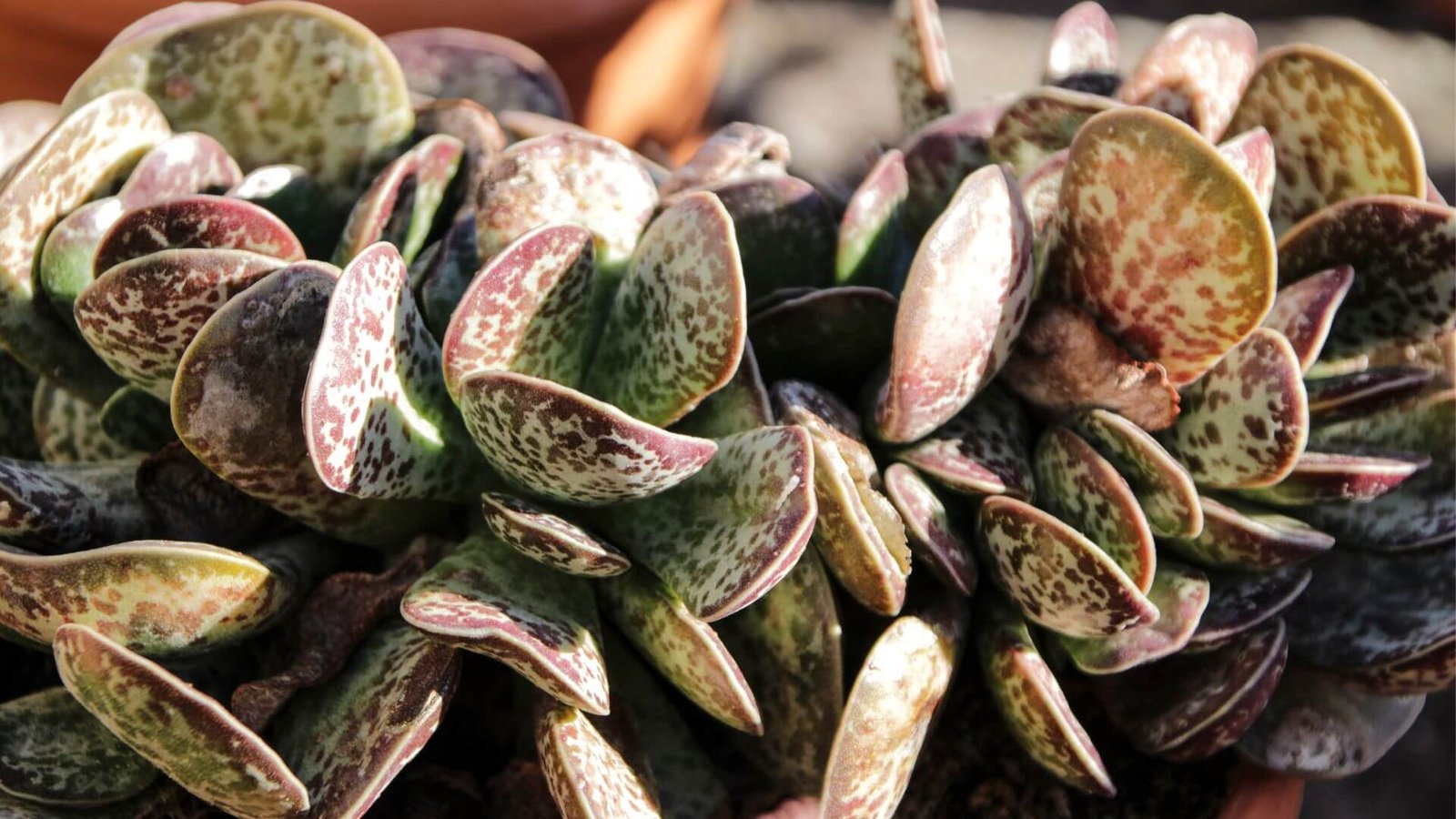 Stori, apvalūs, taškuoti Adromischus trigynus lapai