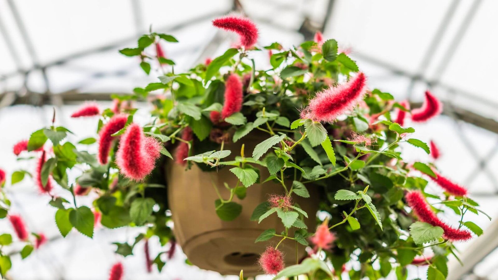 Ilgas, pūkuotas, raudonas akalifos žiedynas