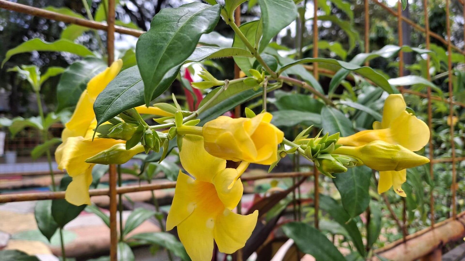 Dideli, ryškiai geltoni alamandos žiedai