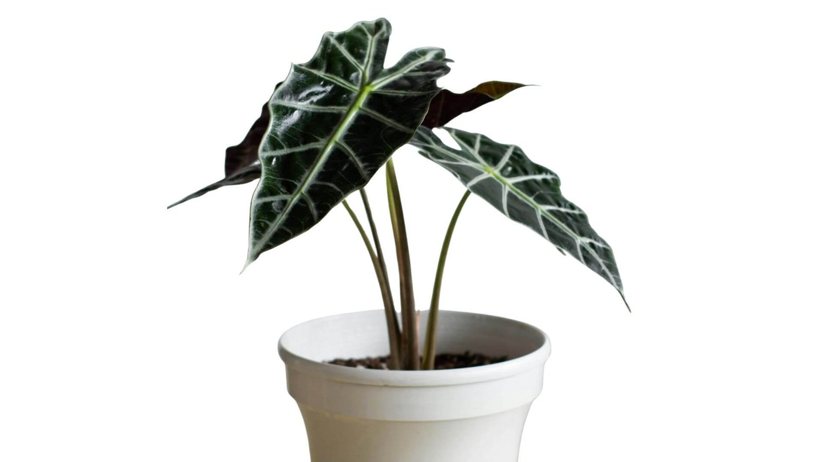 Tamsūs, blizgūs alokazijos 'Polly' lapai su šviesiomis gyslomis