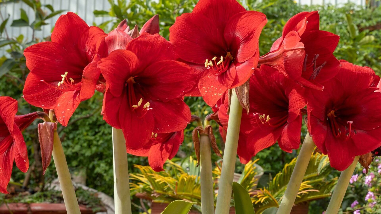 Dideli, raudoni amarilio (Hippeastrum) žiedai
