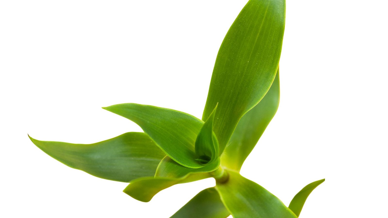 Auksinio ūso augalas Auksinio ūso (kalizijos) augalas su ilgais ūgliais