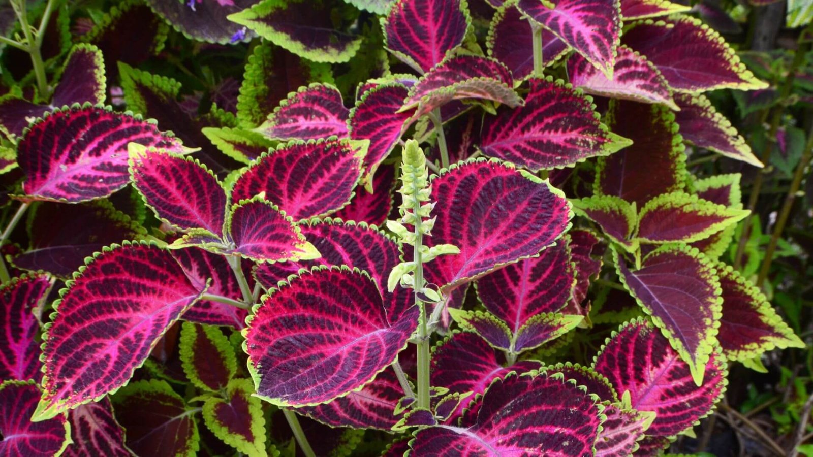 Įvairių spalvų ir raštų koleuso lapai